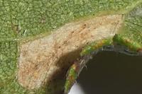 Phyllonorycter spinicolella