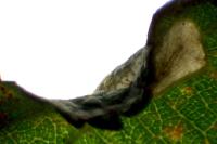 Phyllonorycter spinicolella