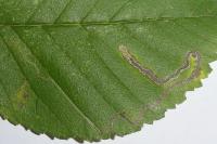 Stigmella ulmivora