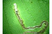 Stigmella ulmivora