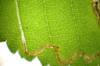 Stigmella ulmivora