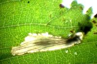 Phyllonorycter tristrigella
