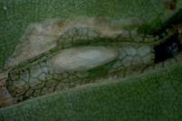 Phyllonorycter tristrigella