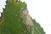 Phyllonorycter schreberella