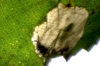 Phyllonorycter schreberella