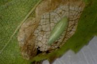 Phyllonorycter schreberella