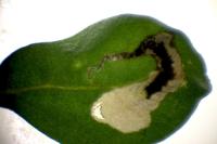 Chrysoesthia atriplicella