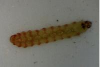 Chrysoesthia atriplicella