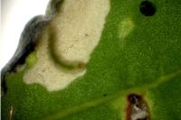 Chrysoesthia atriplicella