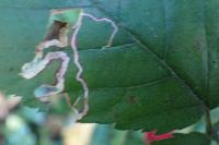 Stigmella aurella