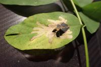 Parectopa robiniella
