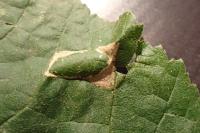 Phyllonorycter nicellii