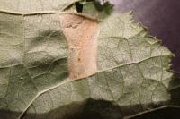 Phyllonorycter nicellii