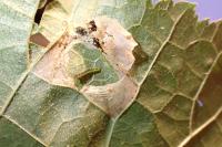 Phyllonorycter nicellii