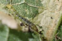 Phyllonorycter nicellii