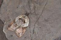 Acleris variegana