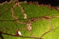 Stigmella microtheriella