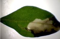Chrysoesthia atriplicella