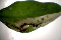 Chrysoesthia atriplicella