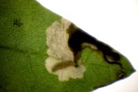 Chrysoesthia atriplicella