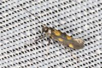 Euspilapteryx auroguttella