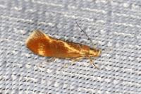Metalampra italica