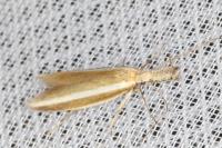 Pleurota aristella