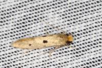 Tinea trinotella