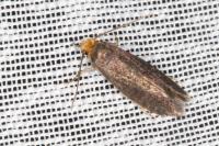 Cephimallota crassiflavella