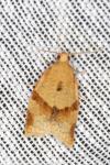 Clepsis consimilana