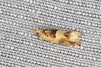 Crocidosema plebejana