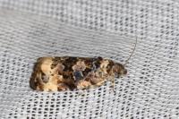 Endothenia gr. gentianaeana