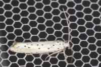 Yponomeuta