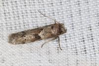 Blastobasis glandulella