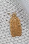 Agonopterix subpropinquella