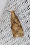 Brachmia blandella
