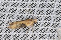 Scrobipalpa costella