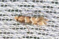 Phyllonorycter trifasciella