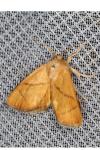 Apoda limacodes