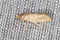 Crassa unitella