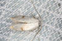 Pseudopostega crepusculella