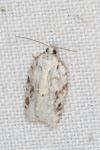 Acleris kochiella