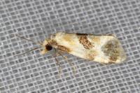 Aethes cnicana/rubigana