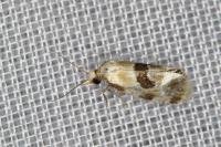 Aethes cnicana/rubigana