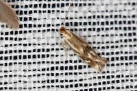 Bucculatrix maritima