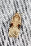 Agonopterix alstroemeriana