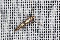 Calybites phasianipennella