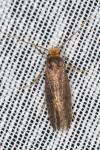 Cephimallota crassiflavella