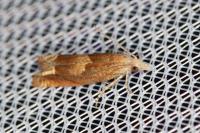 Eucosma conterminana