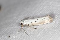 Yponomeuta padella
